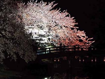 cherry blossoms.JPG