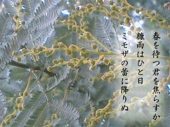 mimosa2.jpg